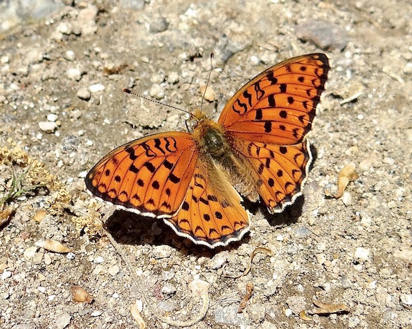 Niobe fritillary